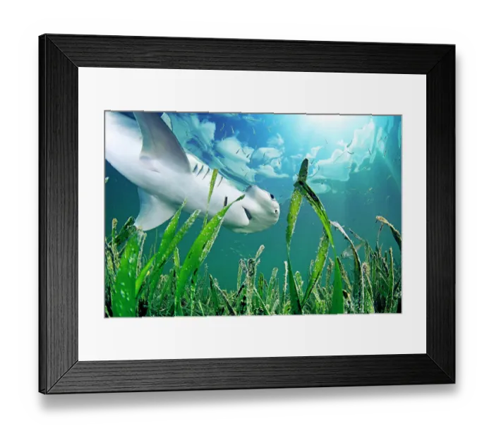 Framed Print : Bonnethead shark (Sphyrna tiburo) hunting amongst fish in Turtlegrass (Thalassia testudinum) seagrass bed, view from below. Bonnetheads are the first known omnivorous shark, eating seagrass and retaining its nutrients. Florida Keys, Florida, USA Framed Print : Bonnethead shark (Sphyrna tiburo) hunting amongst fish in Turtlegrass (Thalassia testudinum) seagrass bed, view from below. Bonnetheads are the first known omnivorous shark, eating seagrass and retaining its nutrients. Florida Keys, Florida, USA