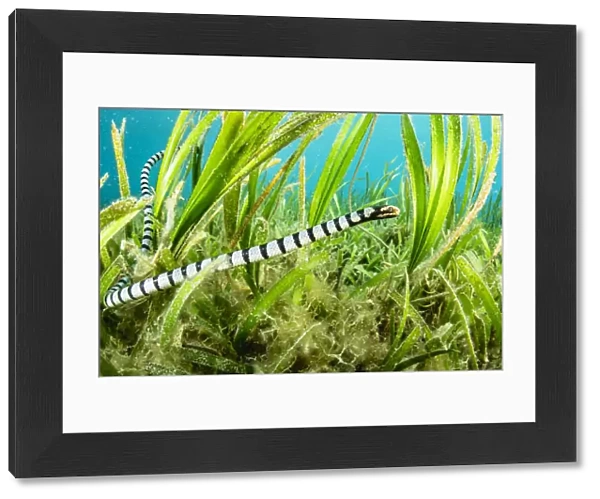 Banded sea krait (Laticauda colubrina) hunting in seagrass bed