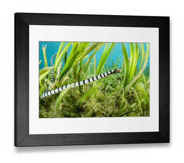 Framed Print : Banded sea krait (Laticauda colubrina) hunting in seagrass bed Framed Print : Banded sea krait (Laticauda colubrina) hunting in seagrass bed