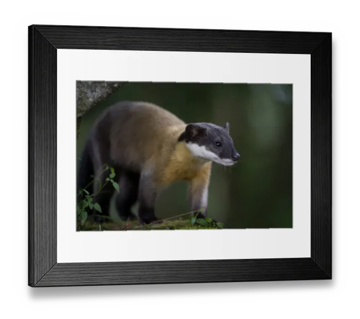 Framed Print : Yellow-throated marten (Martes flavigula) foraging, Taiwan Framed Print : Yellow-throated marten (Martes flavigula) foraging, Taiwan