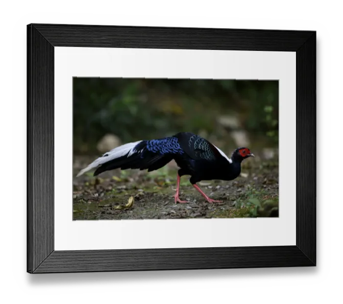Framed Print : Swinhoes pheasant (Lophura swinhoii) crossing forest path, Taiwan Framed Print : Swinhoes pheasant (Lophura swinhoii) crossing forest path, Taiwan