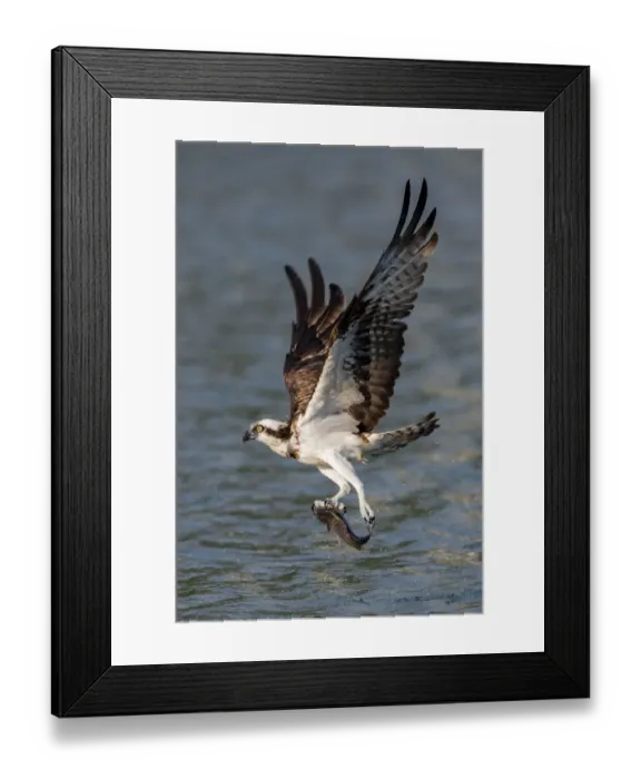 Framed Print : Osprey (Pandion haliaetus) carrying fish above river in Taipei, Taiwan Framed Print : Osprey (Pandion haliaetus) carrying fish above river in Taipei, Taiwan