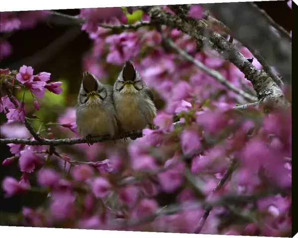 Taiwan yuhinas ( Yuhina brunneiceps ) two perched among flowers, Taiwan. Endemic