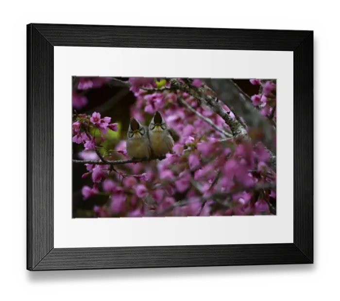 Framed Print : Taiwan yuhinas ( Yuhina brunneiceps ) two perched among flowers, Taiwan. Endemic Framed Print : Taiwan yuhinas ( Yuhina brunneiceps ) two perched among flowers, Taiwan. Endemic