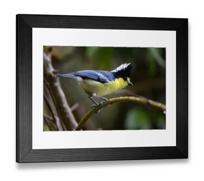 Framed Print : Taiwan yellow tit ( Machlolophus holsti ) Lalashan National Forest Reserve, Taiwan Framed Print : Taiwan yellow tit ( Machlolophus holsti ) Lalashan National Forest Reserve, Taiwan
