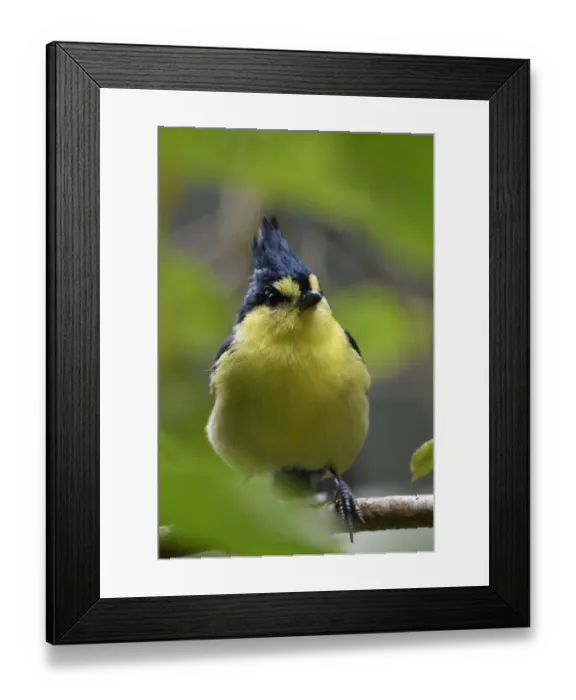 Framed Print : Taiwan yellow tit ( Machlolophus holsti ) framed by leaves. Highlands of Taiwan. Endemic