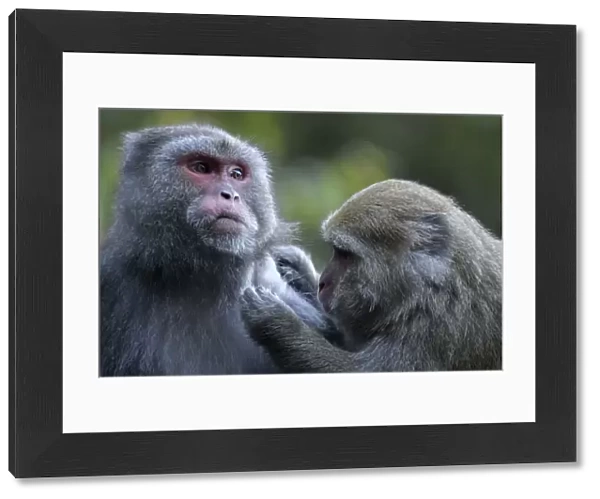 Formosan macaques (Macaca cyclopis) social grooming, Taiwan. Endemic