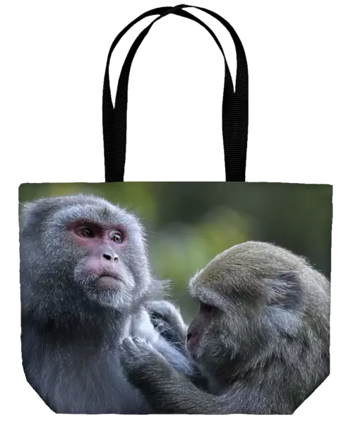 Formosan macaques (Macaca cyclopis) social grooming, Taiwan. Endemic