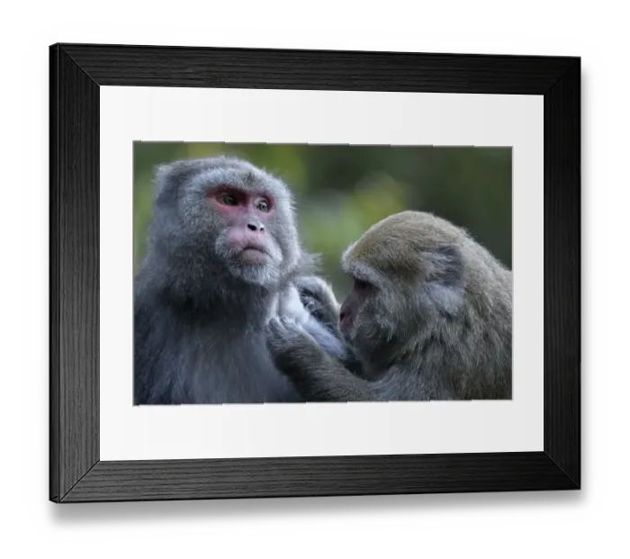 Framed Print : Formosan macaques (Macaca cyclopis) social grooming, Taiwan. Endemic Framed Print : Formosan macaques (Macaca cyclopis) social grooming, Taiwan. Endemic