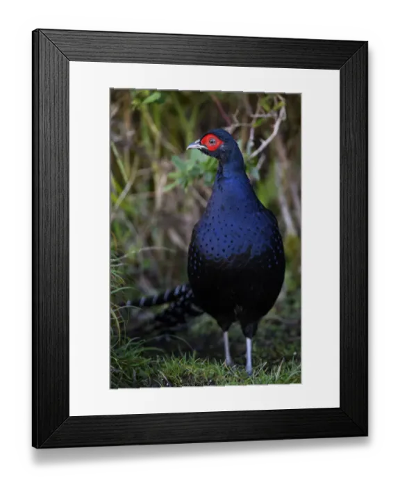 Framed Print : Mikado pheasant (Syrmaticus mikado) male, close up photo, Taiwan Framed Print : Mikado pheasant (Syrmaticus mikado) male, close up photo, Taiwan