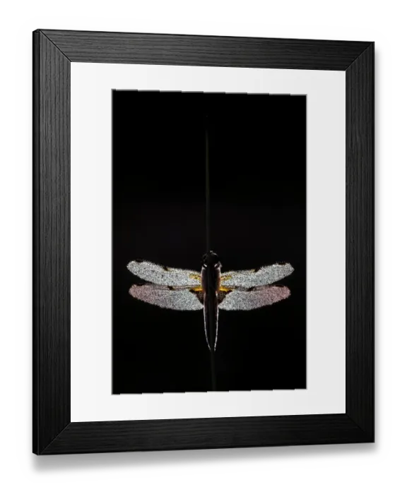 Framed Print : Four-spotted chaser dragonfly (Libellula quadrimaculata Framed Print : Four-spotted chaser dragonfly (Libellula quadrimaculata
