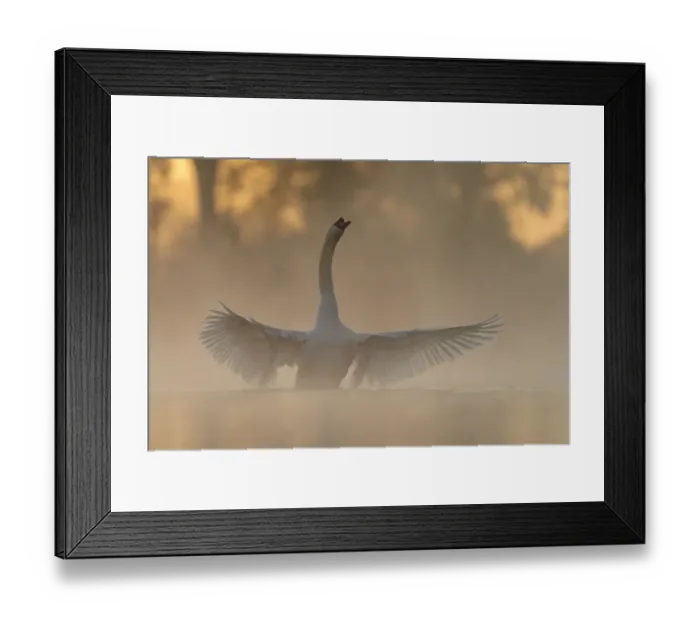 Framed Print : Mute swan (Cygnus olor) stretching its wings after preening on a misty morning Framed Print : Mute swan (Cygnus olor) stretching its wings after preening on a misty morning
