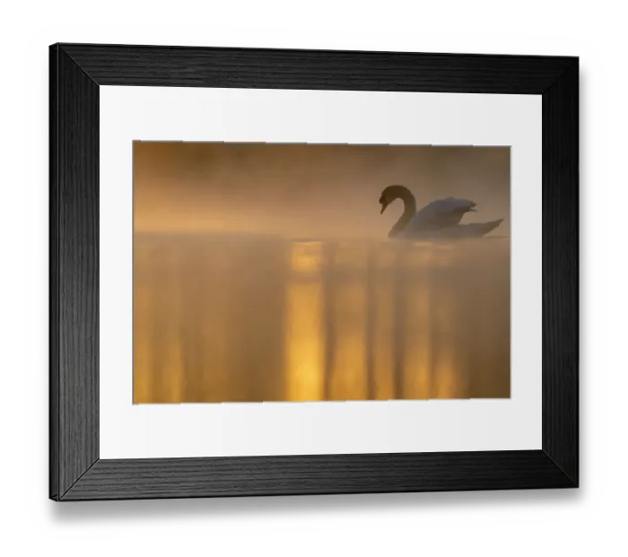 Framed Print : Mute swan (Cygnus olor) backlit on a misty morning. Valkenhorst Nature reserve Framed Print : Mute swan (Cygnus olor) backlit on a misty morning. Valkenhorst Nature reserve
