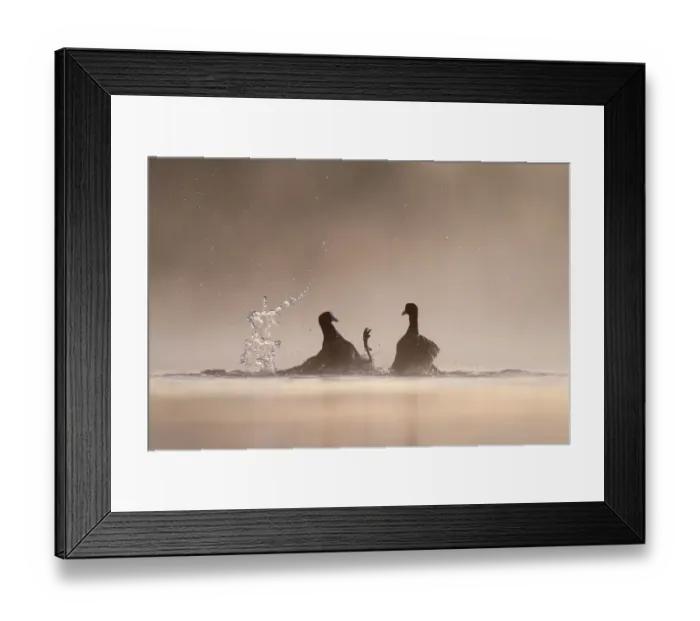 Framed Print : Coot (Fulica atra) two fighting in a territorial dispute during the breeding season on a Framed Print : Coot (Fulica atra) two fighting in a territorial dispute during the breeding season on a