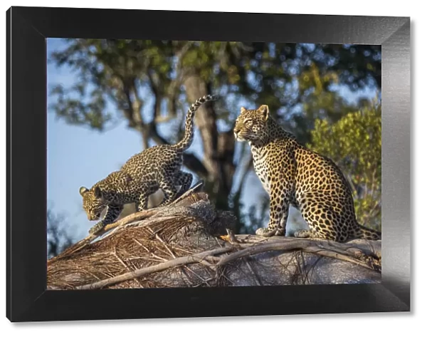 Leopard (Panthera pardus) mother and cub age four months, Jao Reserve, Okavango