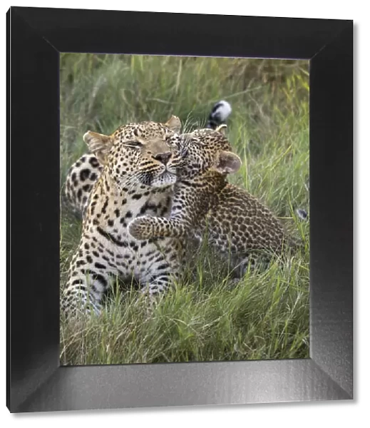 Leopard (Panthera pardus) cub age five weeks, jumping on mother, Jao Reserve, Okavango