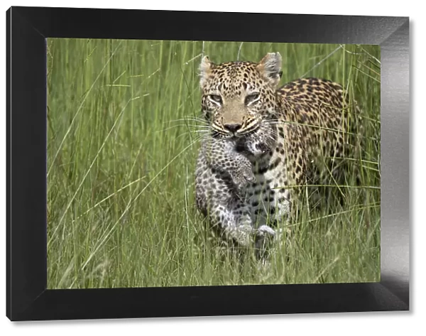 Leopard (Panthera pardus) mother carrying cub, age 10 days, Jao Reserve, Okavango
