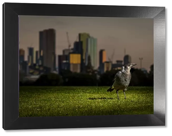 Australian magpie (Cracticus tibicen), on the ground, with the Melbourne city skyline at