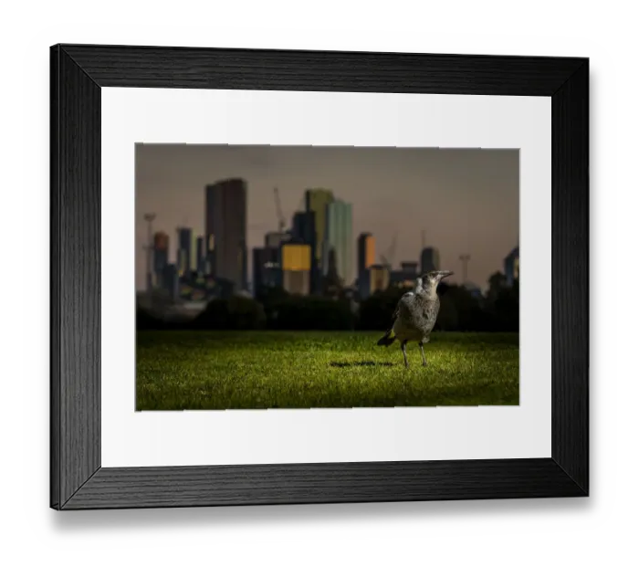 Framed Print : Australian magpie (Cracticus tibicen), on the ground, with the Melbourne city skyline Framed Print : Australian magpie (Cracticus tibicen), on the ground, with the Melbourne city skyline