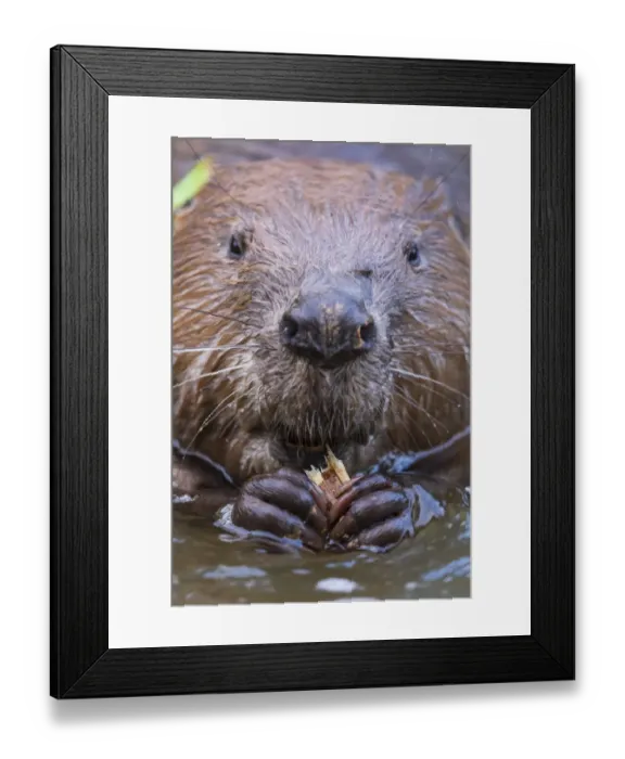 Framed Print : European beaver (Castor fiber) feeding, Alhama river, Ebro Valley. Navarra. Spain Framed Print : European beaver (Castor fiber) feeding, Alhama river, Ebro Valley. Navarra. Spain