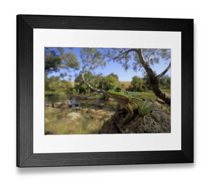 Framed Print : Growling grass frog (Litoria raniformis) basking on rock beside Merri Creek Framed Print : Growling grass frog (Litoria raniformis) basking on rock beside Merri Creek