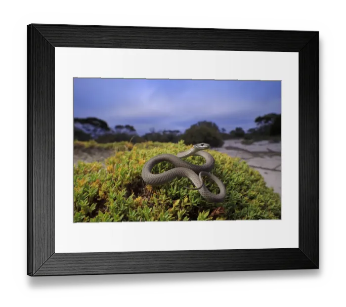 Framed Print : Masters snake (Drysdalia mastersii) male coiled on bush in mallee / heathland Framed Print : Masters snake (Drysdalia mastersii) male coiled on bush in mallee / heathland