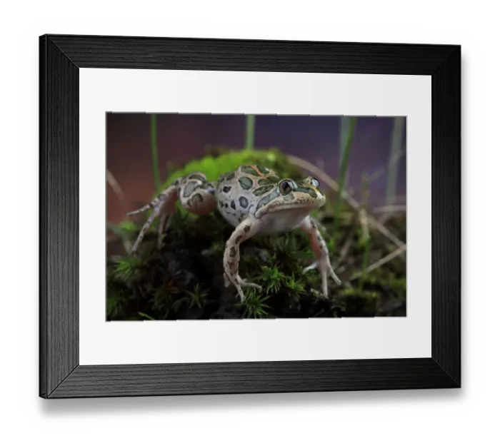 Framed Print : Spotted marsh frog (Limnodynastes tasmaniensis) female on moss