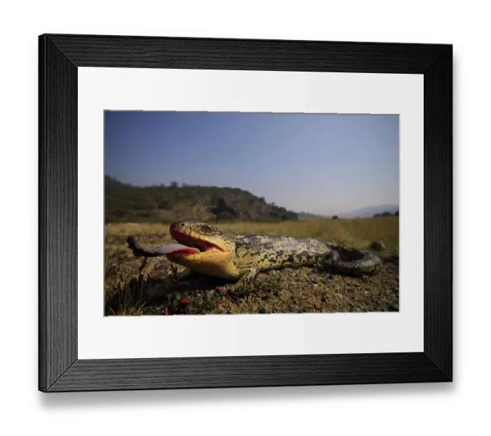 Framed Print : Blotched blue-tongue skink (Tiliqua nigrolutea) female gaping with tongue out Framed Print : Blotched blue-tongue skink (Tiliqua nigrolutea) female gaping with tongue out