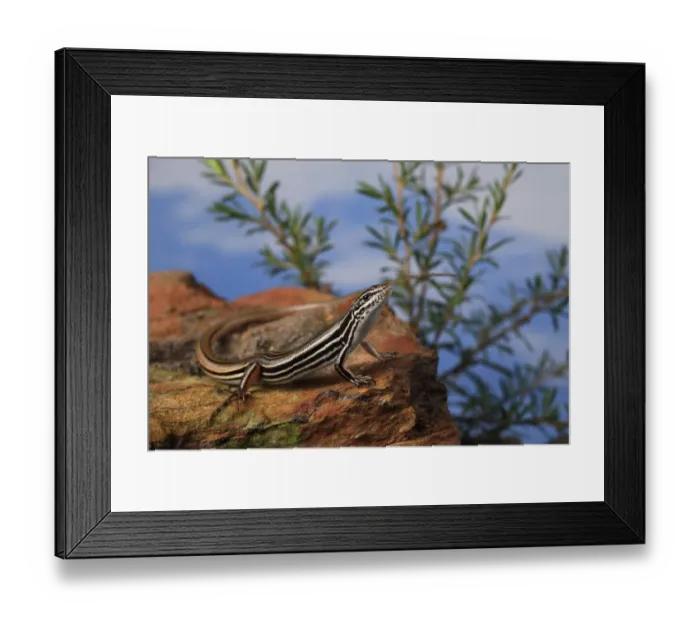 Framed Print : Copper-tailed skink (Ctenotus taeniolatus) on rock. New South Wales, Australia Framed Print : Copper-tailed skink (Ctenotus taeniolatus) on rock. New South Wales, Australia
