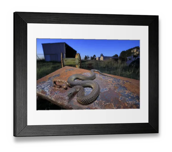 Framed Print : Lowland copperhead snake (Austrelaps superbus) male basking on rusty trailer Framed Print : Lowland copperhead snake (Austrelaps superbus) male basking on rusty trailer