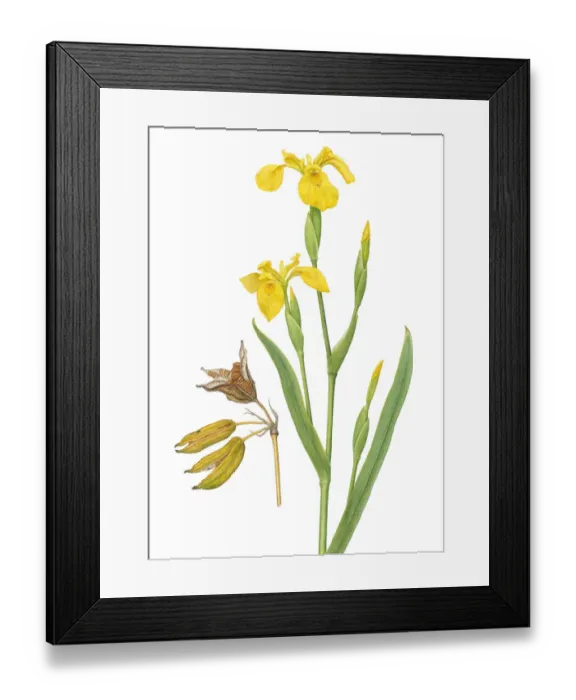 Framed Print : Iris (Iris pseudacorus) flower and seed pod illustration