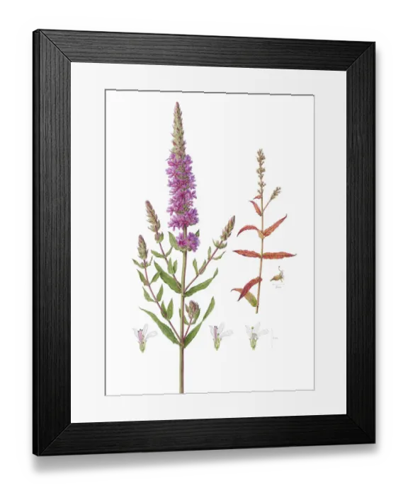 Framed Print : Purple-loosestrife (Lythrum salicaria) watercolour illustration Framed Print : Purple-loosestrife (Lythrum salicaria) watercolour illustration