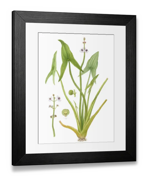 Framed Print : Arrowhead (Sagittaria sagittifolia) watercolour illustration Framed Print : Arrowhead (Sagittaria sagittifolia) watercolour illustration