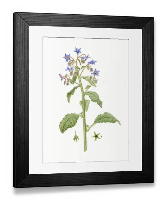 Framed Print : Borage (Borago officinalis) watercolour illustration Framed Print : Borage (Borago officinalis) watercolour illustration