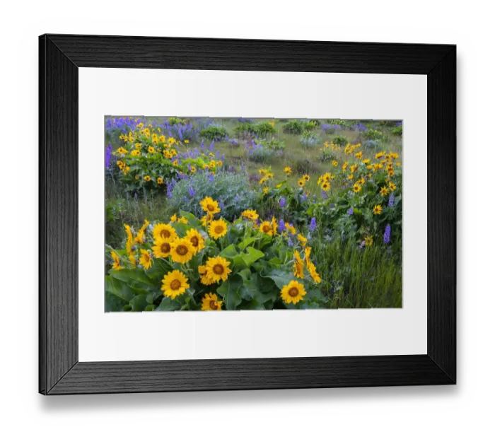 Framed Print : Arrowleaf balsamroot (Balsamorhiza sagittata) and lupins (Lupinus sp Framed Print : Arrowleaf balsamroot (Balsamorhiza sagittata) and lupins (Lupinus sp