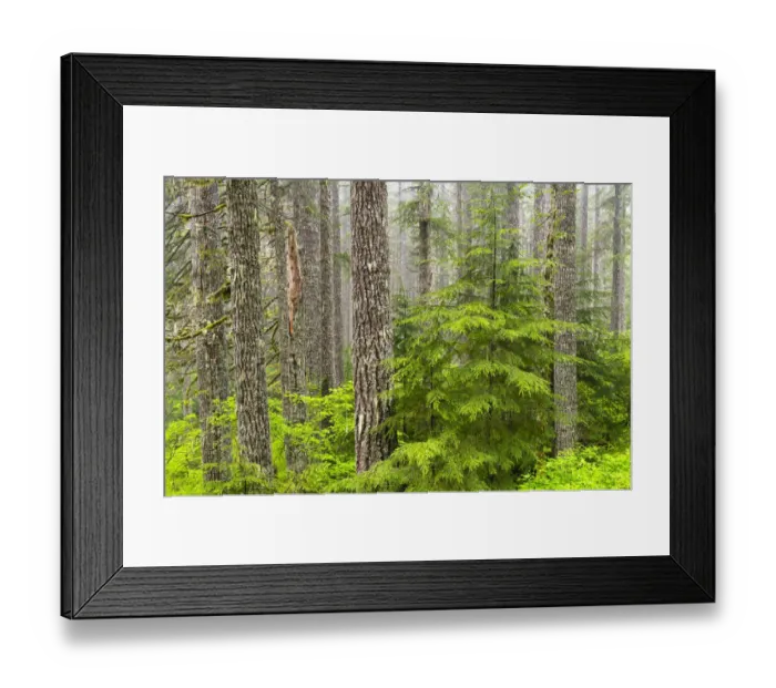 Framed Print : Western hemlock (Tsuga heterophylla) in Douglas-fir forest (Pseudotsuga menziesii) Framed Print : Western hemlock (Tsuga heterophylla) in Douglas-fir forest (Pseudotsuga menziesii)