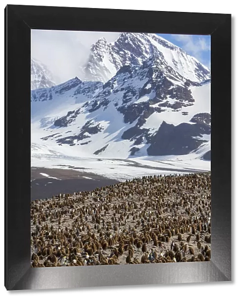 King penguin (Aptenodytes patagonicus) breeding colony with chicks in creche