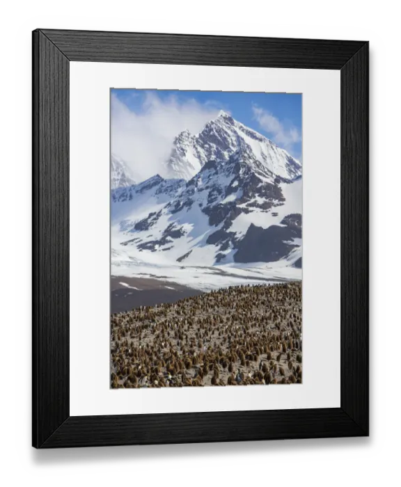 Framed Print : King penguin (Aptenodytes patagonicus) breeding colony with chicks in creche Framed Print : King penguin (Aptenodytes patagonicus) breeding colony with chicks in creche