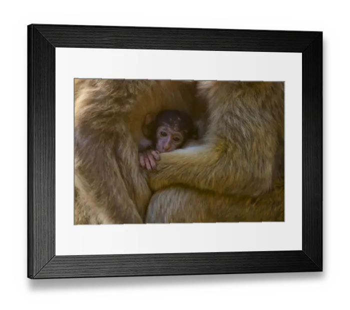 Framed Print : Barbary macaque (Macaca sylvanus) baby sheltering between arms of mother