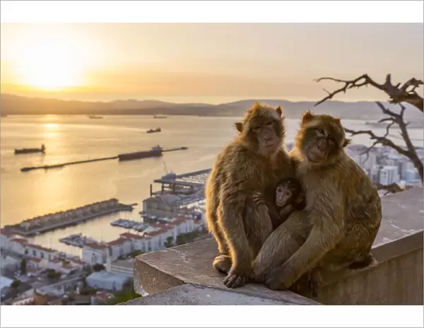 Barbary macaque (Macaca sylvanus), two adults with baby