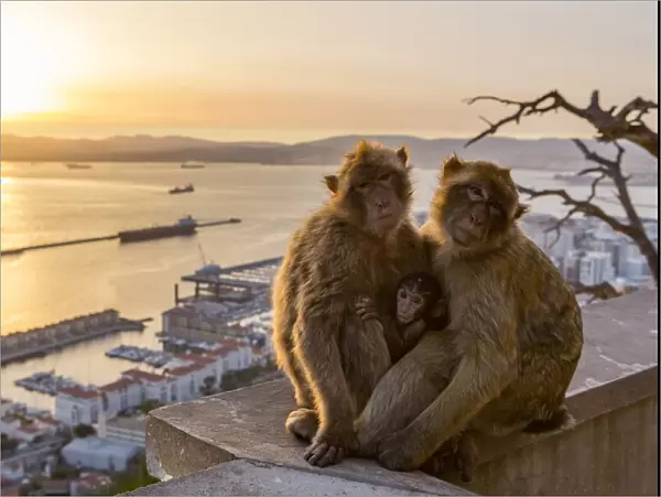 Barbary macaque (Macaca sylvanus), two adults with baby