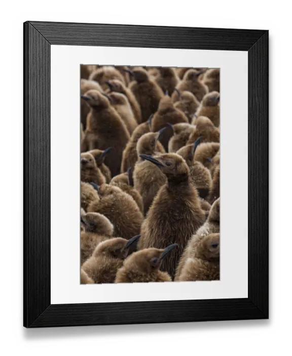 Framed Print : King penguin (Aptenodytes patagonicus) chicks in creche in breeding colony Framed Print : King penguin (Aptenodytes patagonicus) chicks in creche in breeding colony