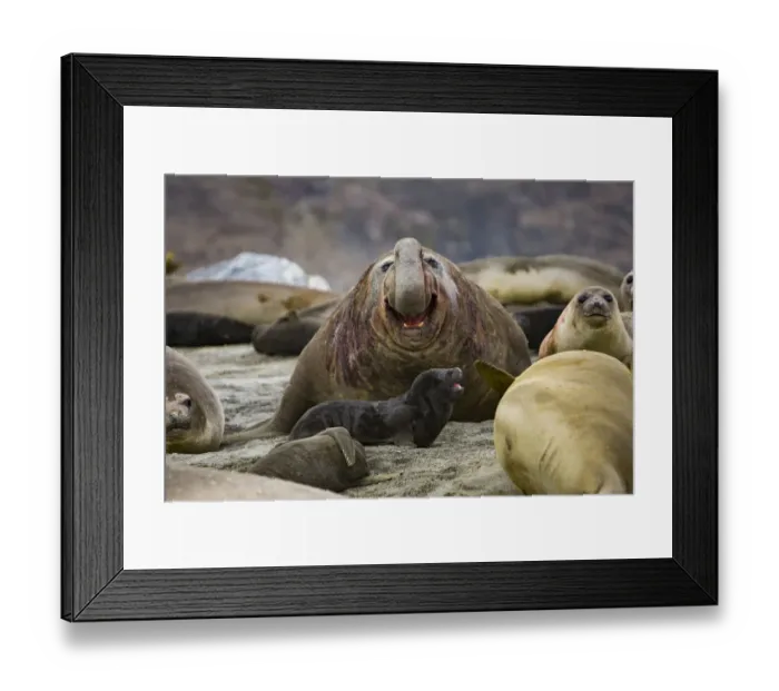 Framed Print : Southern elephant seal (Mirounga leonina) beach master  /  bull roaring amongst females