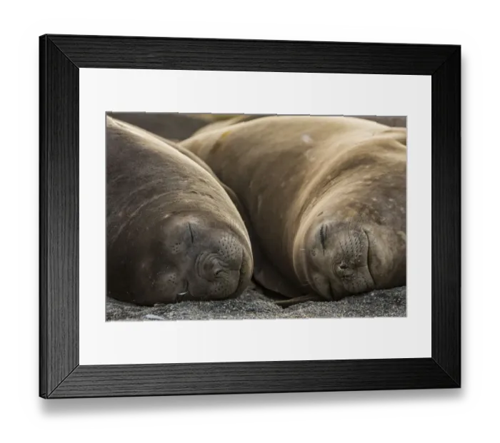 Framed Print : Southern elephant seal (Mirounga leonina), two females sleeping Framed Print : Southern elephant seal (Mirounga leonina), two females sleeping