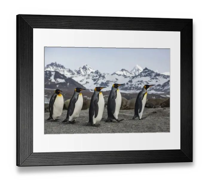 Framed Print : King penguin (Aptenodytes patagonicus) group walking past Southern elephant seal Framed Print : King penguin (Aptenodytes patagonicus) group walking past Southern elephant seal