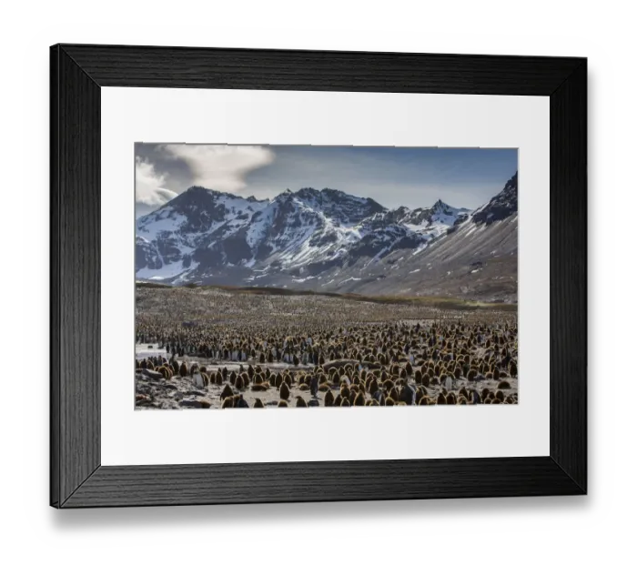 Framed Print : King penguin (Aptenodytes patagonicus) creche within breeding colony Framed Print : King penguin (Aptenodytes patagonicus) creche within breeding colony