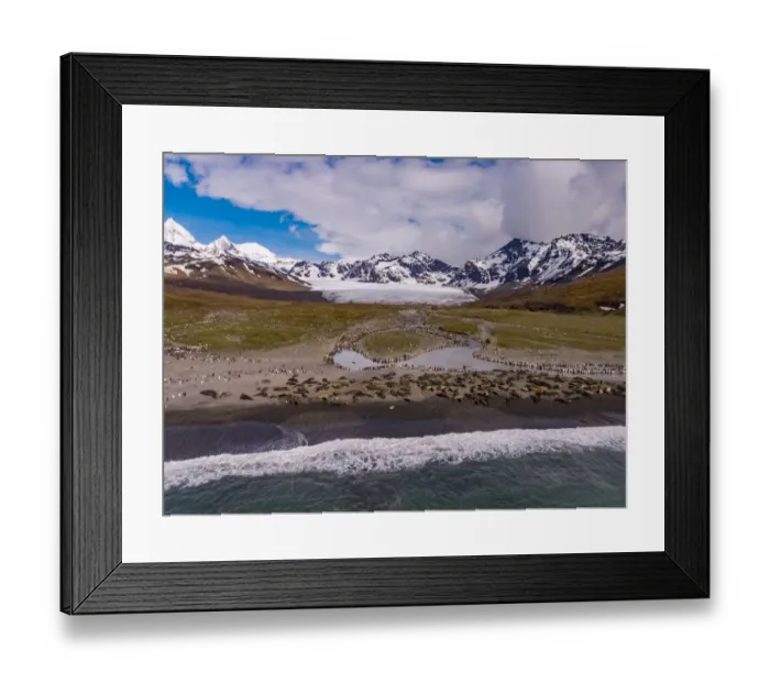 Framed Print : Southern elephant seal (Mirounga leonina) colony on beach with King penguin Framed Print : Southern elephant seal (Mirounga leonina) colony on beach with King penguin