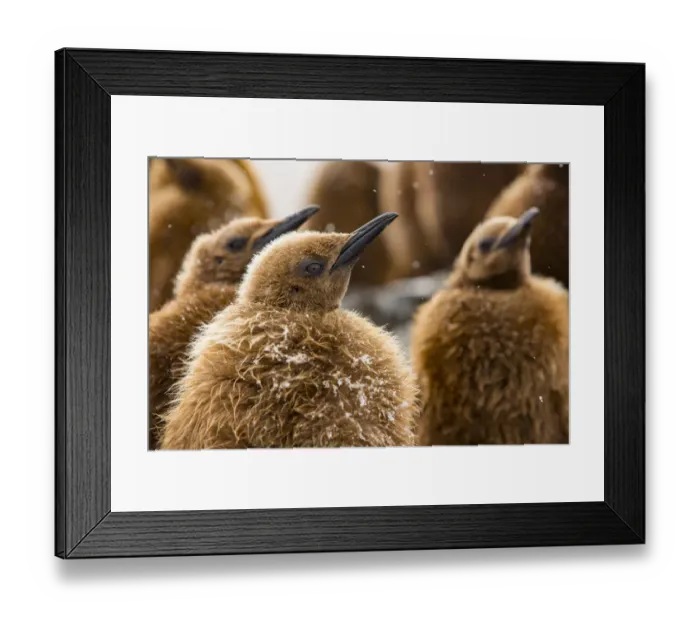 Framed Print : King penguin (Aptenodytes patagonicus) chicks in creche within breeding colony Framed Print : King penguin (Aptenodytes patagonicus) chicks in creche within breeding colony