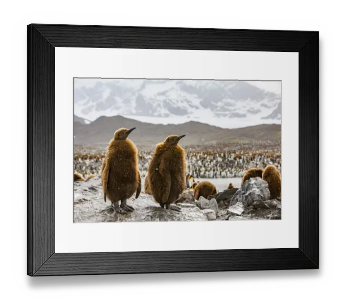 Framed Print : King penguin (Aptenodytes patagonicus), two chicks standing on rock within breeding Framed Print : King penguin (Aptenodytes patagonicus), two chicks standing on rock within breeding