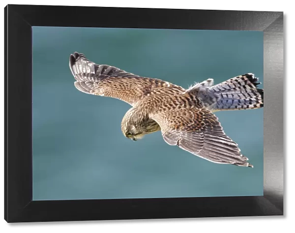 Kestrel (Falco tinnunculus) male hovering as it hunts for prey near coastal cliffs with
